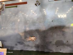 -凯德广场(武胜路店)