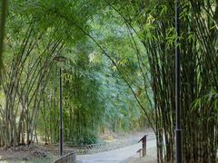 -深圳仙湖植物园