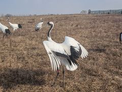 -盐城丹顶鹤湿地生态旅游区