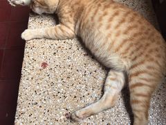 -柬埔寨国家博物馆