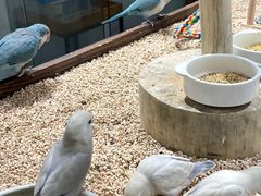 -吉丁鸟咖·异宠·寄养