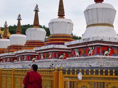 -塔尔寺-菩提树