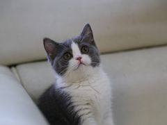 -lincat·猫舍(广州店)
