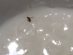 -花少爷的粥(中贸广场店)