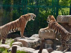 -上海野生动物园老虎餐厅