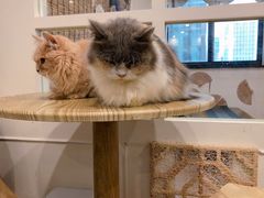 -楼上猫咖(罗湖店)