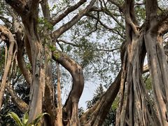 -瑞丽独树成林风景区
