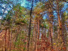 -帽儿山国家森林公园