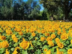 -长白岛森林公园