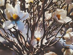 -博林天瑞喜来登酒店·西丽尚膳