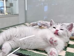 -babydoll猫舍·米努特·德文·缅因(久光中心店)