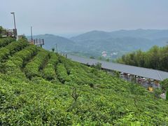 -长沙黑麋峰国家森林公园