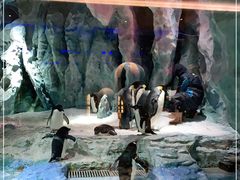 -帝企鹅自助餐厅•儿童岛•真企鹅(长隆企鹅酒店)