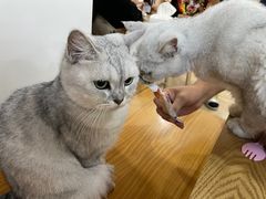 -李小姐の猫咖啡馆(五角场店)