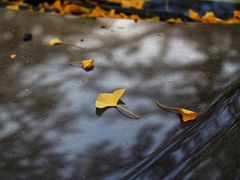 -三里屯东五街银杏大道