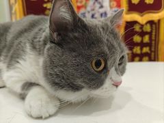 -悦宠动物医院(京丰分院)