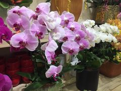 -双季花艺园艺市场(浦东店)