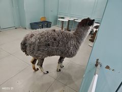 -安格丽娜·狗咖·猫咖羊驼咖(春熙路百盛商场店)