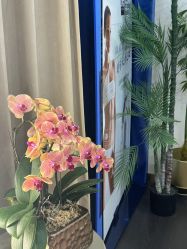 -名媛颜蕙·LPG官方旗舰店