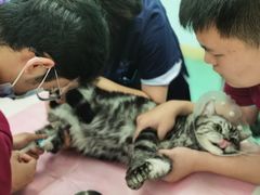 -北京观赏动物医院·24小时大型综合·猫专科·异宠专科