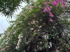 -深圳国际园林花卉博览园