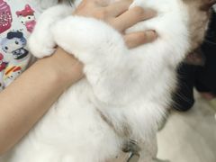 -乐琪宠物医院·犬猫专科·骨外科·急重症