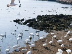 -烟墩角天鹅湖