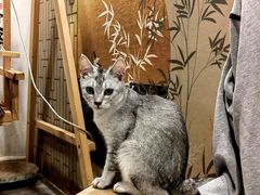 -楼上猫咖(罗湖店)