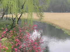 -柳浪闻莺公园