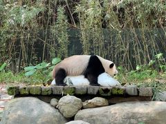 -广州长隆野生动物世界