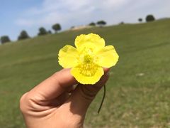 -乌兰布统草原