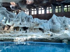 -帝企鹅自助餐厅•儿童岛•真企鹅(长隆企鹅酒店)