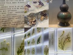 -广东中医药博物馆
