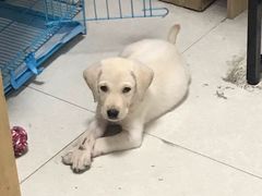 -翊宠yipet猫狗购宠庄园犬舍•猫舍