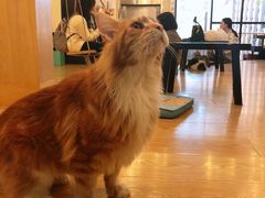 -萌喵咖啡屋(人民东路4号口M16商铺店)