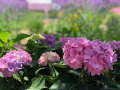 -梁鸿国家湿地公园