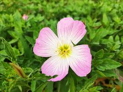 -九里河湿地公园