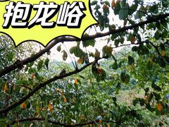 -抱龙峪