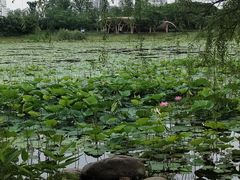 -澹台湖公园