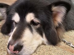 -more than meow吴止猫主题餐厅(承德 中船汇店)