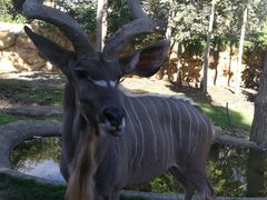 -清迈夜间动物园