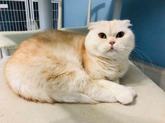 -喵的天空名猫咖啡馆·撸猫·猫舍·用品