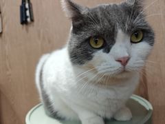 -MOCHA明星猫咖(田子坊店)