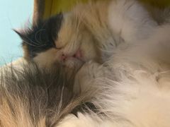 -猫小院猫主题餐厅(三里屯店)