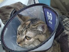 -中农大我爱我爱24h动物医院·中医针灸·猫专科·骨科医疗中心(双井店)