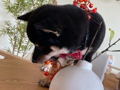 -柴犬小屋·柴餐厅·狗咖食堂(金鼎广场店)