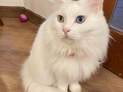 -有猫主题·治愈系猫咖(曾厝垵店)