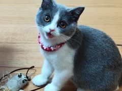 -东方名猫馆·英短金渐层布偶猫舍(环线广场1号楼店)