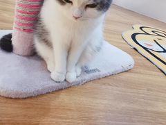 -COLOR PETS 撸猫馆·购猫·猫咖(长风大悦城店)