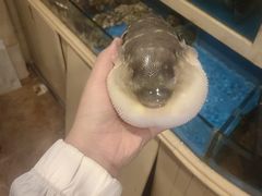 -天正河鲀·河豚亭(大连店)